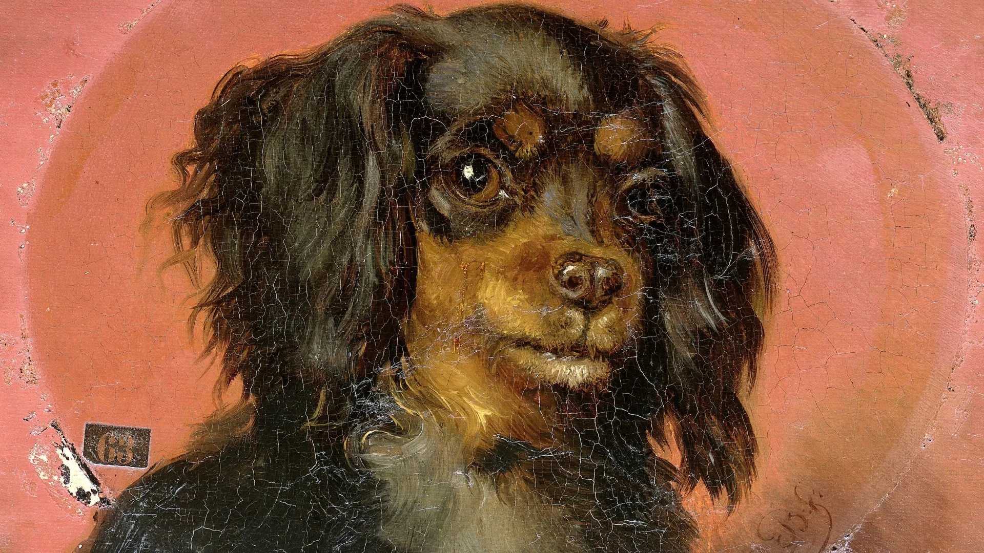 Portrait of a Puppy
